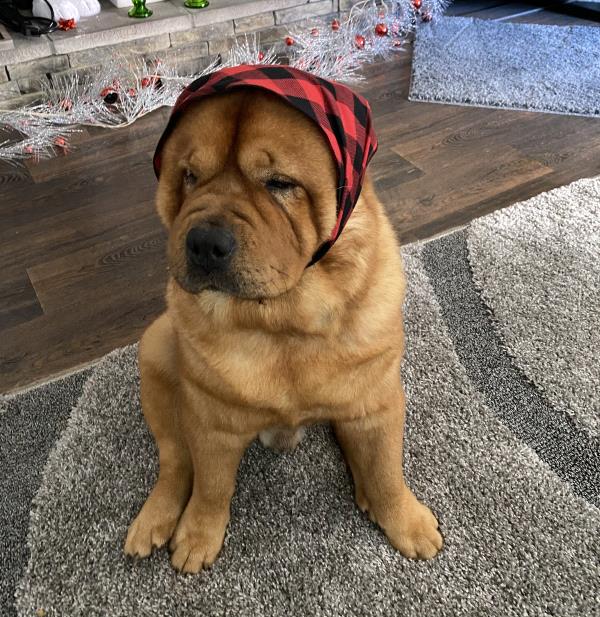 /Images/uploads/Congregation Beth Emeth/bethemeth/entries/17561thumb.jpg